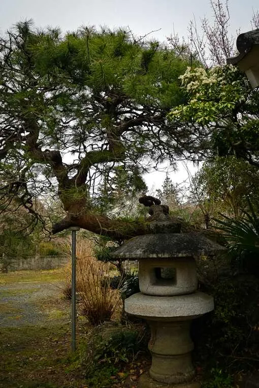 庭の松と石灯籠